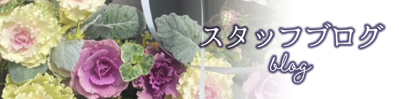 スタッフブログ